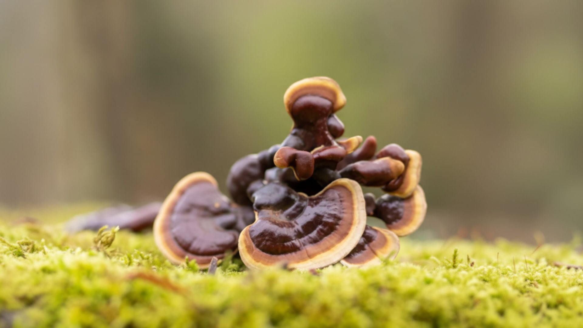 Hormonal Balance Begins in Nature: Effective Keys to Regulate Your Hormones Effortlessly